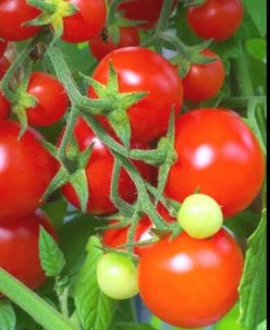 CHERRY LARGE RED -TIP COCKTAIL