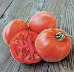 SHEHEREZADA- TOMATE PIERSICA