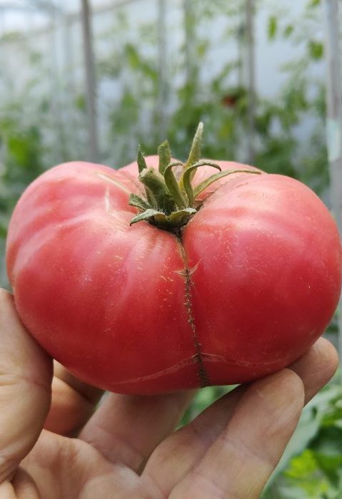 URIASE DE BUZĂU (30s)