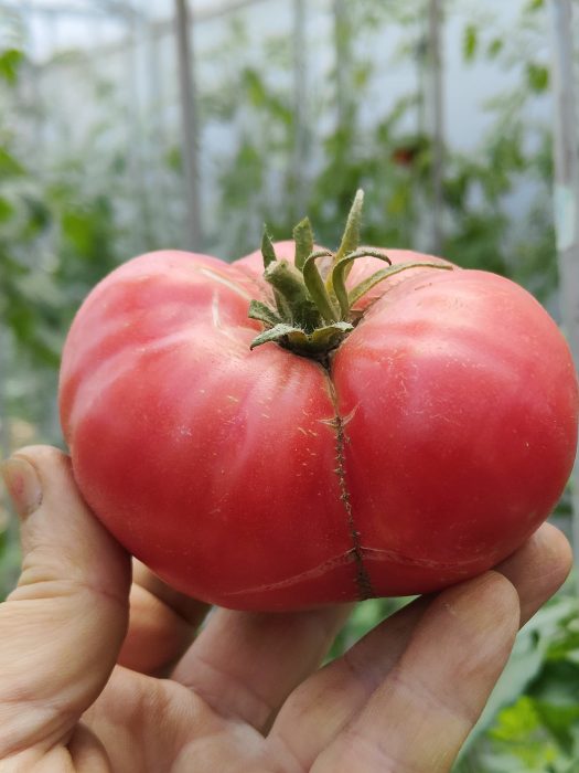 URIASE DE BUZĂU (30s) - imagine 14