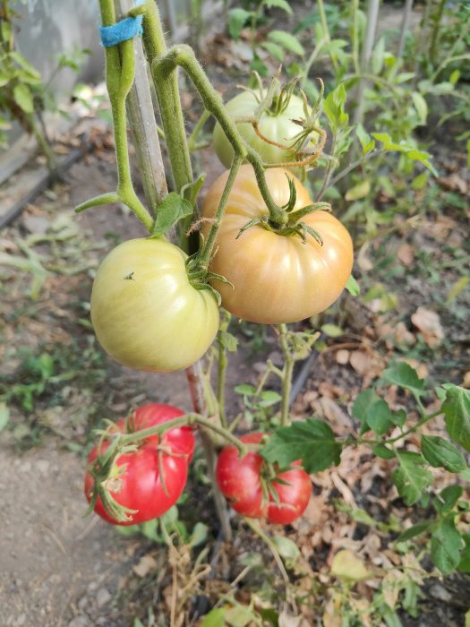 URIASE DE BUZĂU (30s) - imagine 6