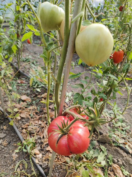 URIASE DE BUZĂU (30s) - imagine 8