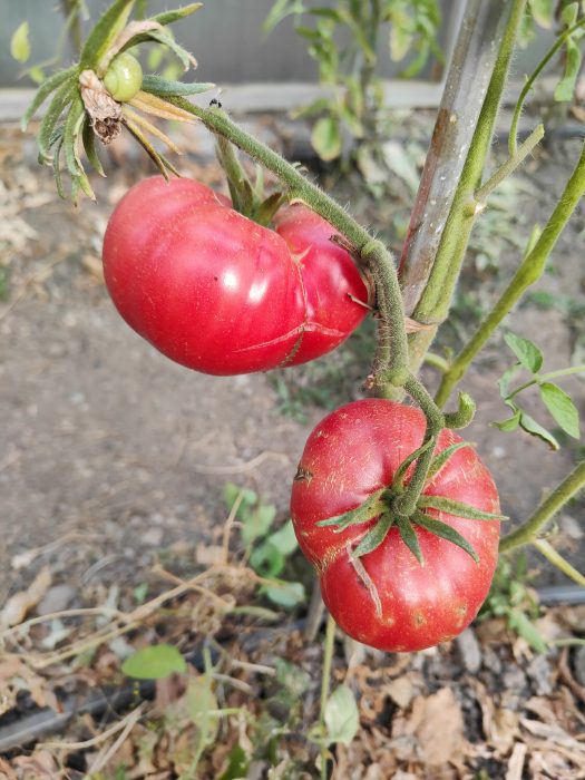 URIASE DE BUZĂU (30s) - imagine 5