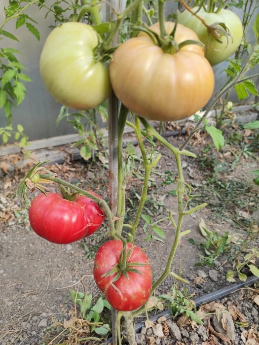 URIASE DE BUZĂU (30s) - imagine 2