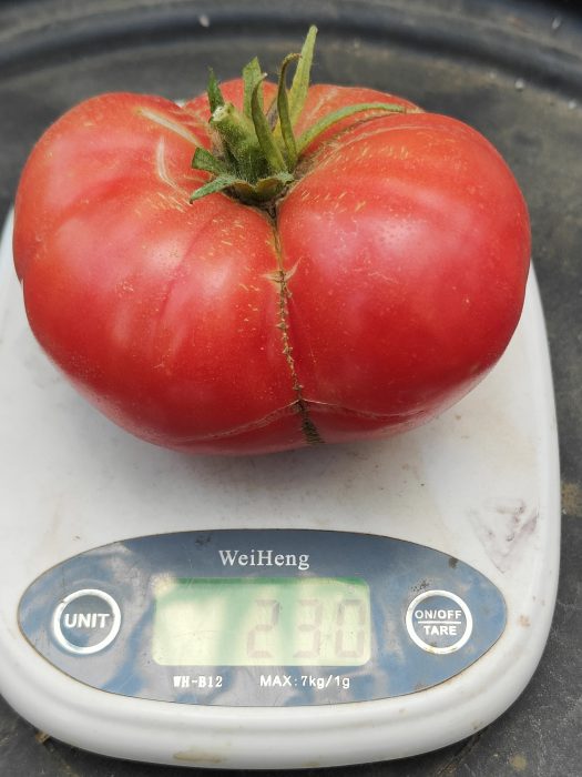 URIASE DE BUZĂU (30s) - imagine 9