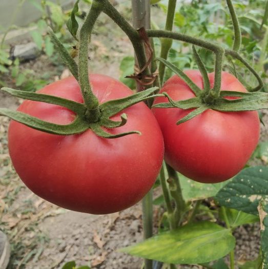 URIASE DE BUZĂU (30s) - imagine 7