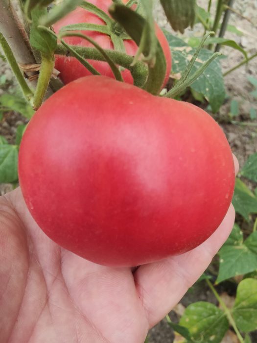 URIASE DE BUZĂU (30s) - imagine 10