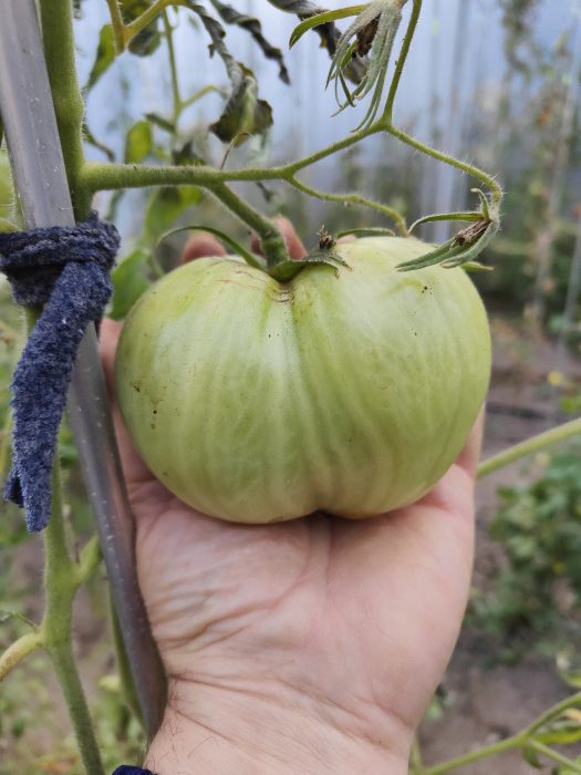 URIASE DE BUZĂU (30s) - imagine 4