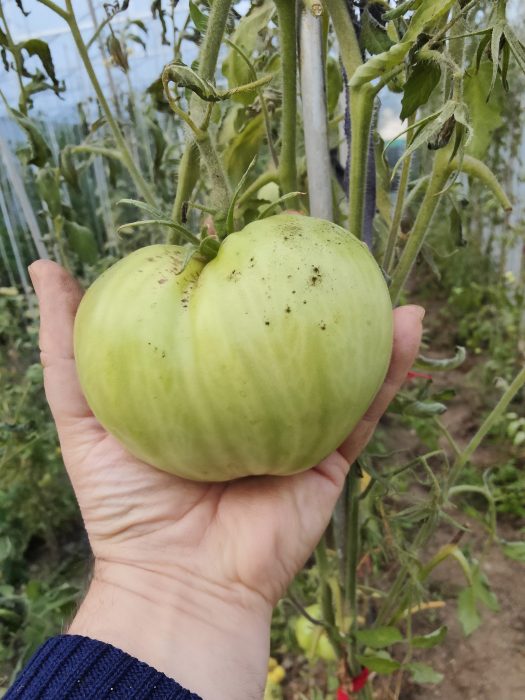 URIASE DE BUZĂU (30s) - imagine 11