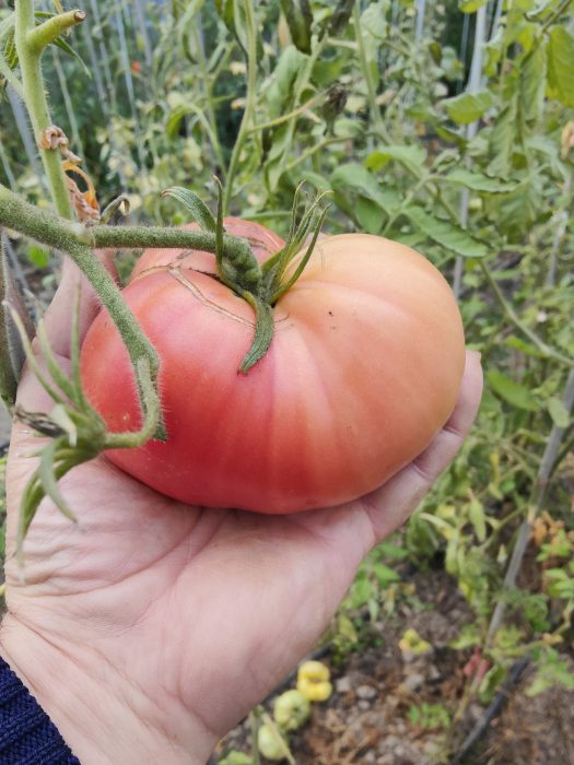 URIASE DE BUZĂU (30s) - imagine 12