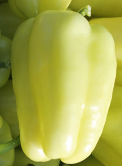 ARDEI GRAS GALBEN SUPERIOR -BUZĂU SCDL (100s)