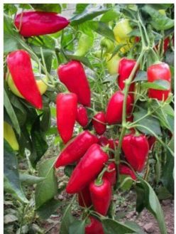 „ARDEI LUNG REGAL -BUZĂU SCDL (5g)