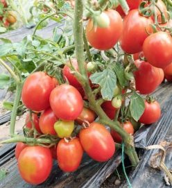 „„ DARSIRIUS- SCDL BUZĂU (300s/1g)