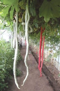 .DOVLECEL SARPE FELIX-BUZĂU SCDL (10s)