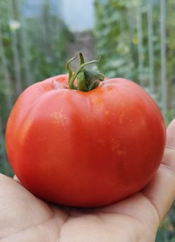 _GRĂDINĂRESE MOLDOVENESTI