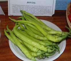 „ARDEI IUTE JOVIAL-BUZĂU SCDL (50s)