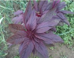 .STIR CEZAR -SCDL Buzău (1300s)