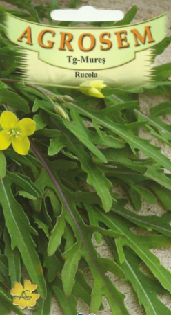 „„RUCOLA (Agrosem)