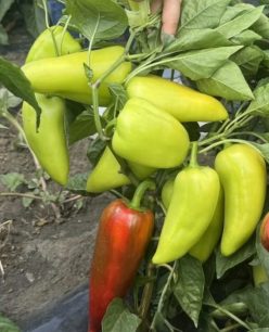 .ARDEI GRAS OCTAVIA F1 -CAPSICO