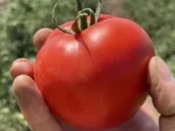 „„ASYA 616 F1-DETERMINAT (100s)