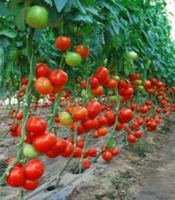 .AXIOM F1 -(BASF-Nunhems)