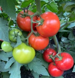 „„BIG BEEF PLUS F1-Seminis (25s)