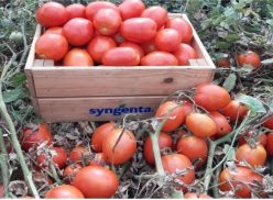 „„TOMATE HIBRID BRIXTONE F1 (DETERMINATE) -SYNGENTA (1000s)