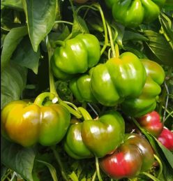 GOGOSARI BRONCO F1 -CAPSICO