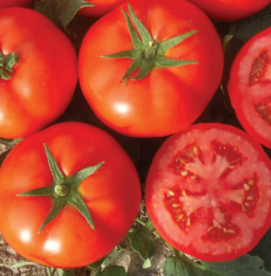 BUENO F1- NONGWOO BIO