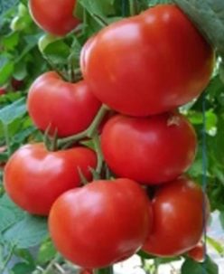 „„CICIU F1-SYNGENTA