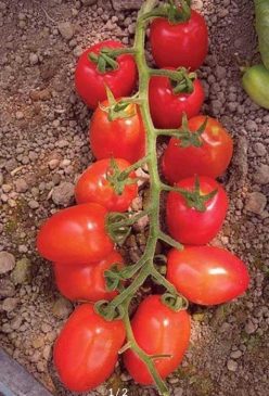 .DATTERINO F1 (PO9152)