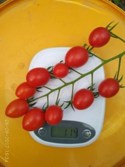 PO9152 F1 (DATTERINO) (25s)