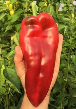 „„ARDEI CAPIA EUGENIA F1 -CAPSICO (100s)