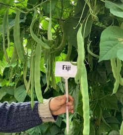 „„Fasole urcătoare verde FIJI