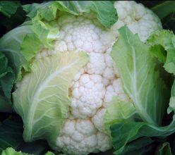 CONOPIDA FREEDOM F1 SEMINIS