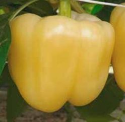 ARDEI GRAS GOLDANO F1 -CAPSICO