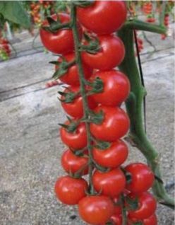 „„CHERRY INTRIGO F1 -Cora Seeds.ITALIA