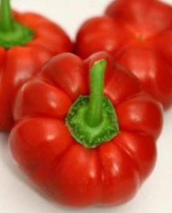 GOGOSARI KABALA F1-SYNGENTA