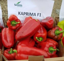 „ARDEI CAPIA KAPRIMA F1