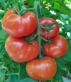 „„KINGSET F1-SYNGENTA (25s)