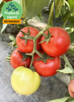 LISA F1- NONGWOO BIO