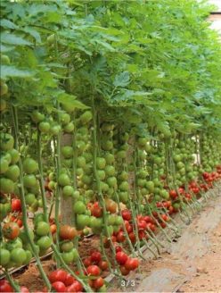 „„MONTEFORTE (10s)