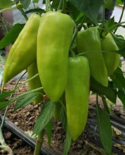 .ARDEI GRAS OCTAVIA F1 -CAPSICO