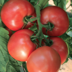 PINK HEART F1-NONGWOO BIO (10 s)