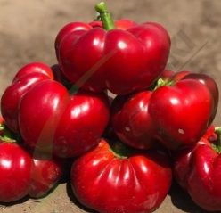 GOGOSARI PRITANNIA F1