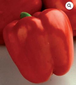 ARDEI GRAS RED KNIGHT F1