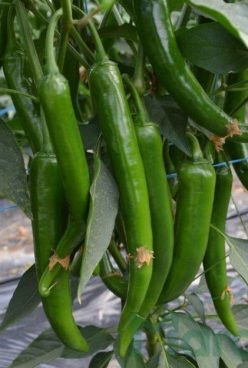 ARDEI IUTE HIBRID SAHEM F1 ( PROFESIONAL )