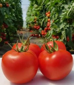 SANDOLINE F1-SYNGENTA