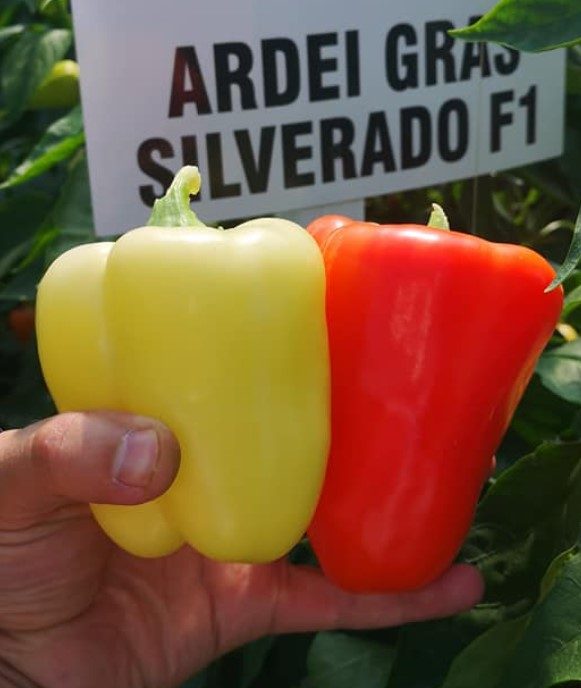 ARDEI GRAS HIBRID SILVERADO F1 -CAPSICO - imagine 7