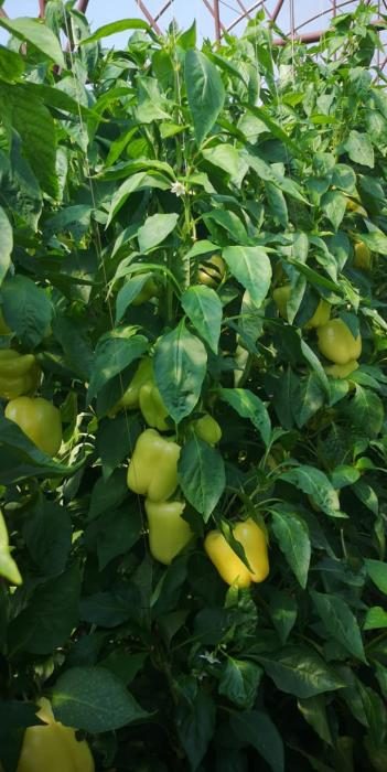 ARDEI GRAS HIBRID SILVERADO F1 -CAPSICO - imagine 6